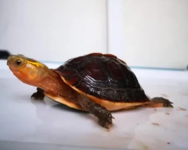 安缘龟(黄缘闭壳龟)