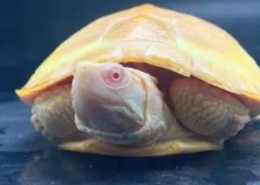 变异（白）巴西龟