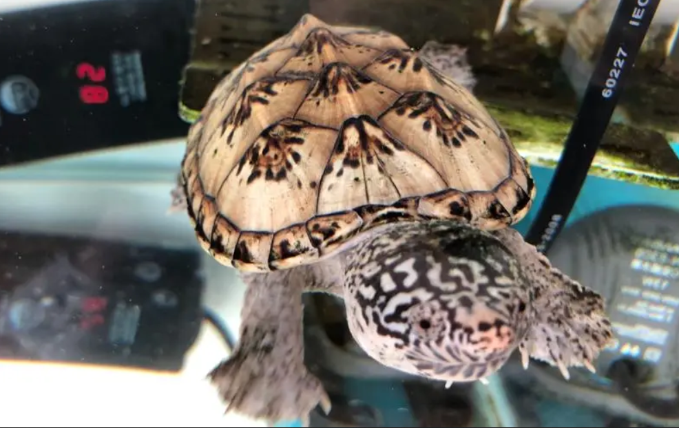 墨西哥大麝香龟