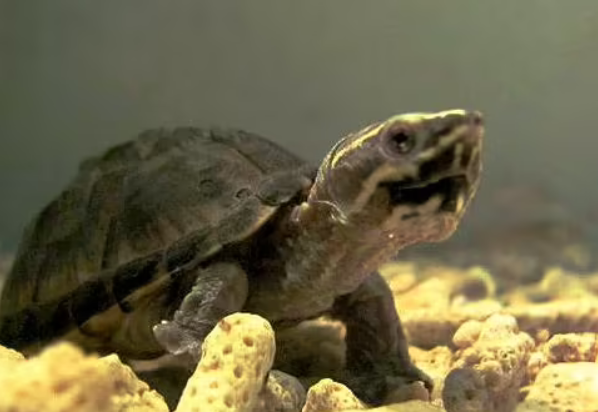 麝香龟