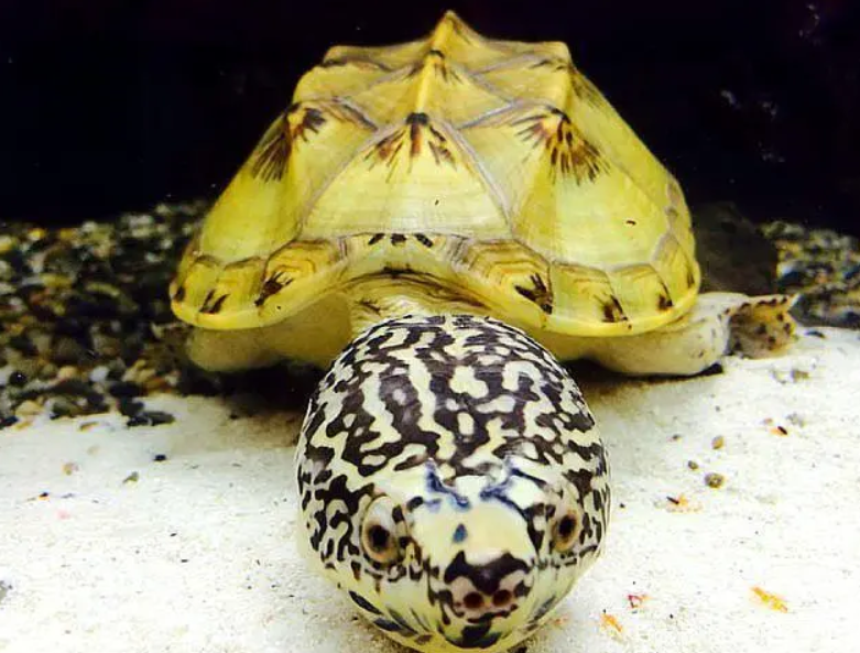 萨尔文大麝香蛋龟