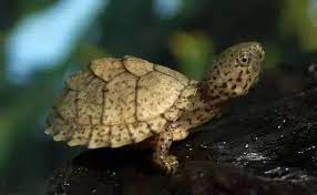 剃刀龟（刀背麝香龟）